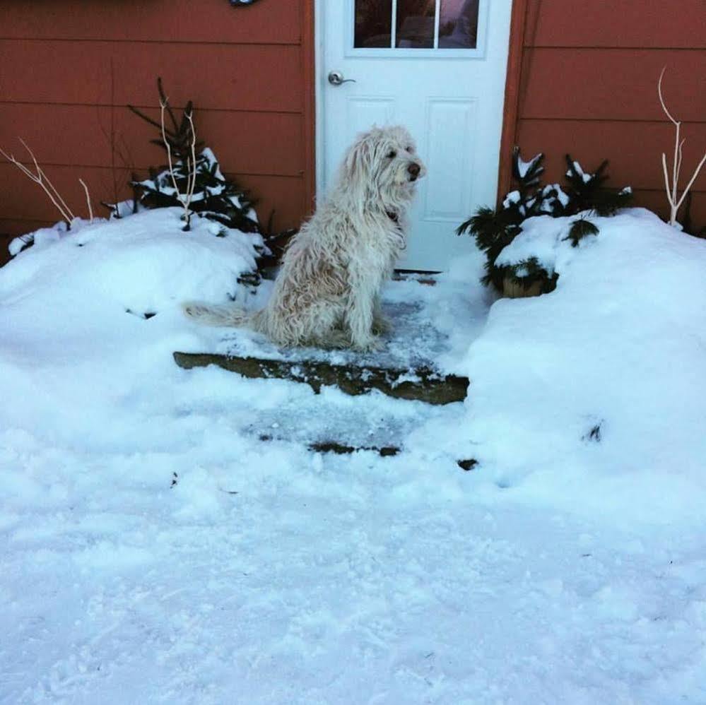 Emily'S Place B&B Creemore ภายนอก รูปภาพ